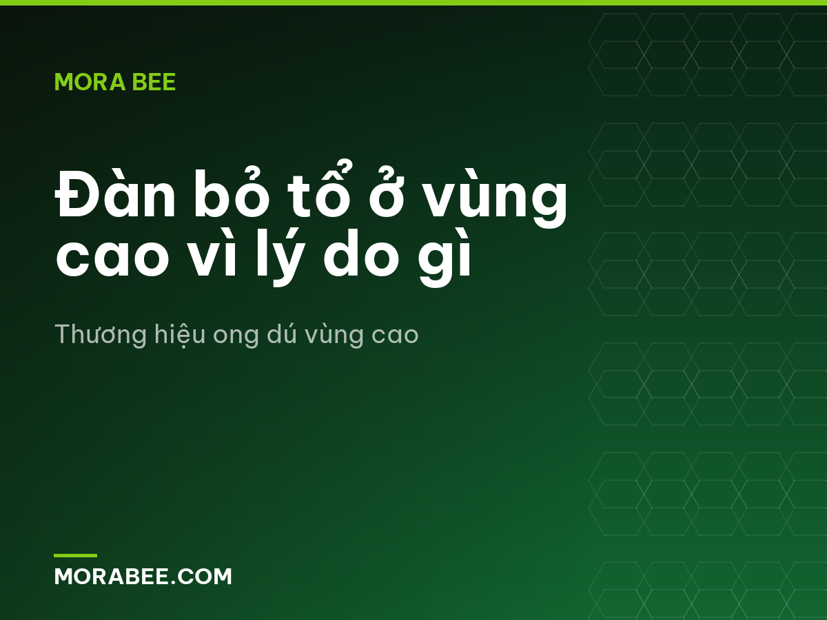 Đàn bỏ tổ ở vùng cao vì lý do gì