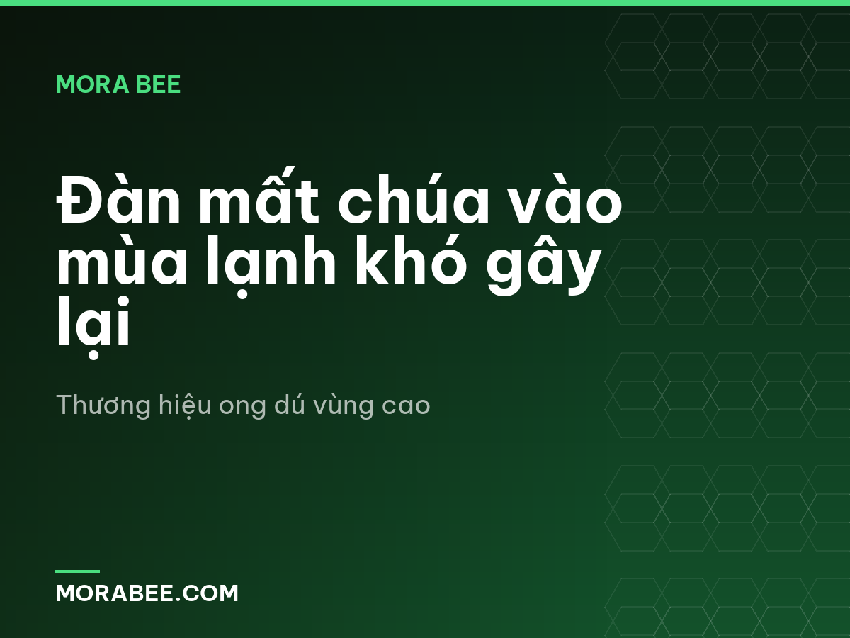 Đàn mất chúa vào mùa lạnh khó gây lại