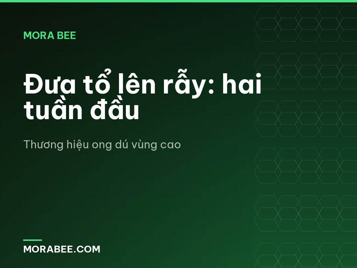 Đưa tổ lên rẫy: hai tuần đầu