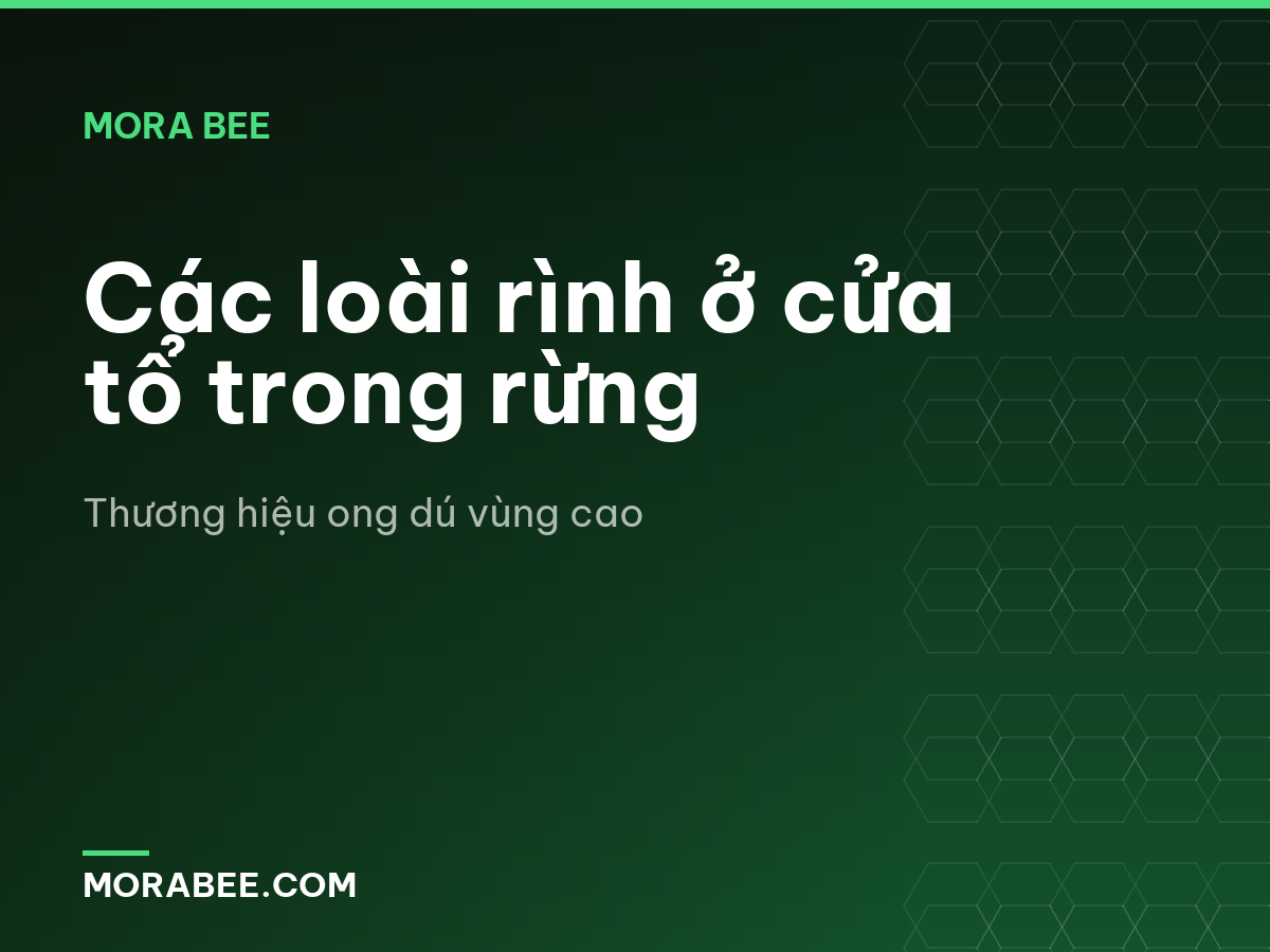 Các loài rình ở cửa tổ trong rừng