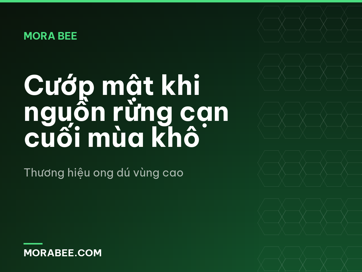 Cướp mật khi nguồn rừng cạn cuối mùa khô
