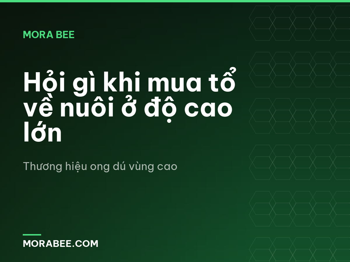 Hỏi gì khi mua tổ về nuôi ở độ cao lớn