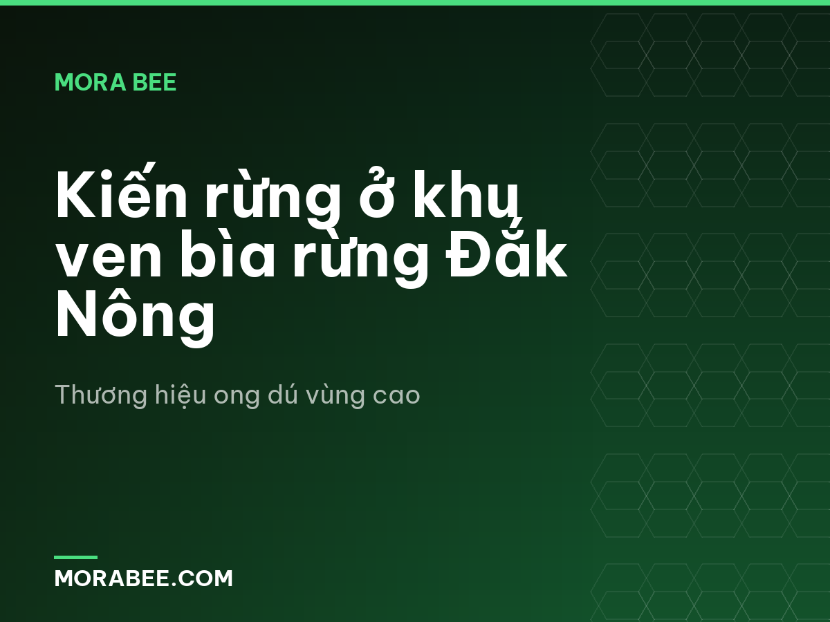 Kiến rừng ở khu ven bìa rừng Đắk Nông