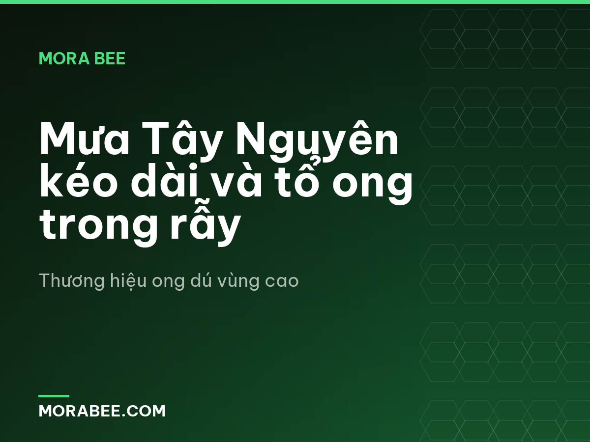 Mưa Tây Nguyên kéo dài và tổ ong trong rẫy