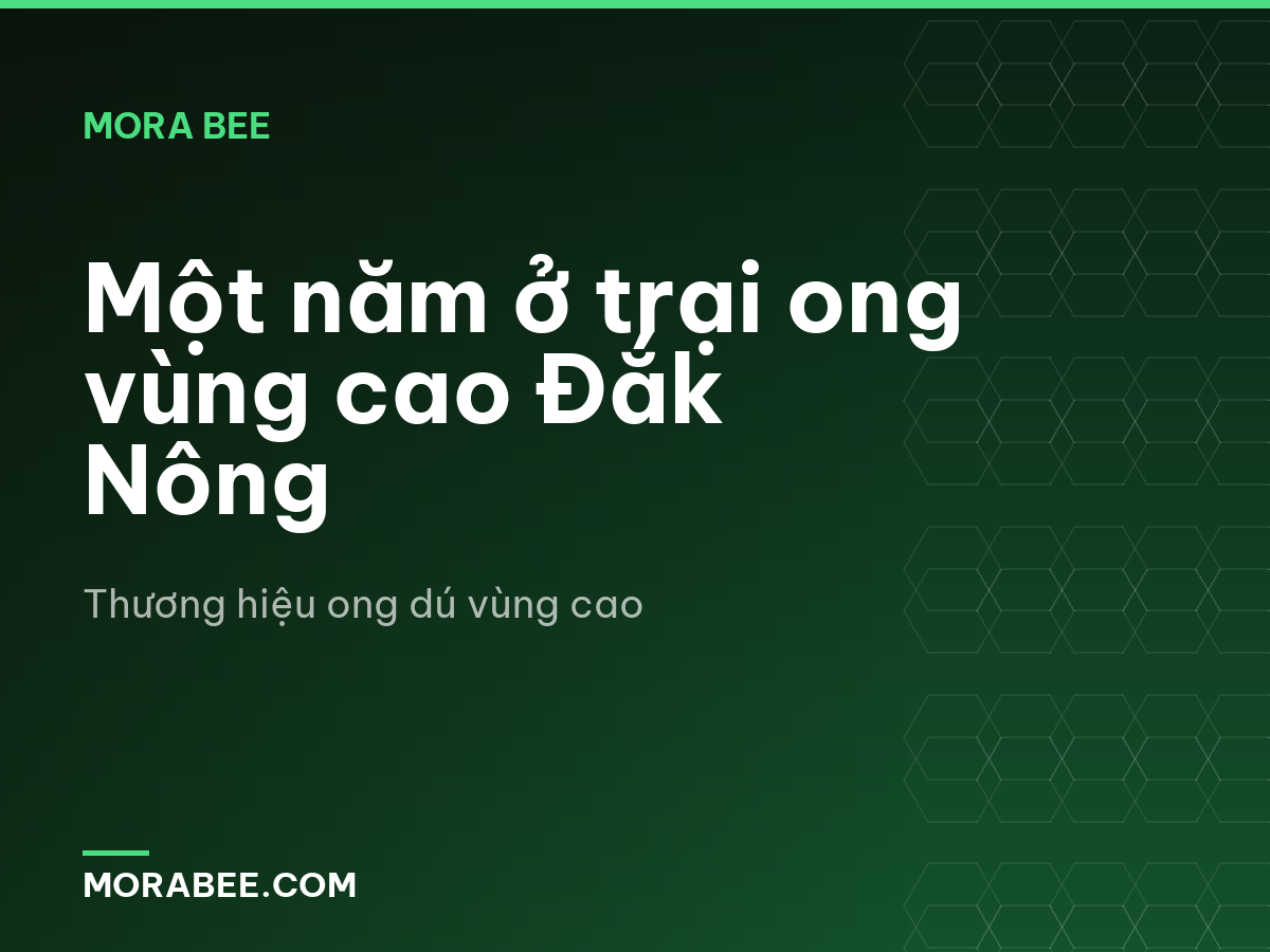 Một năm ở trại ong vùng cao Đắk Nông