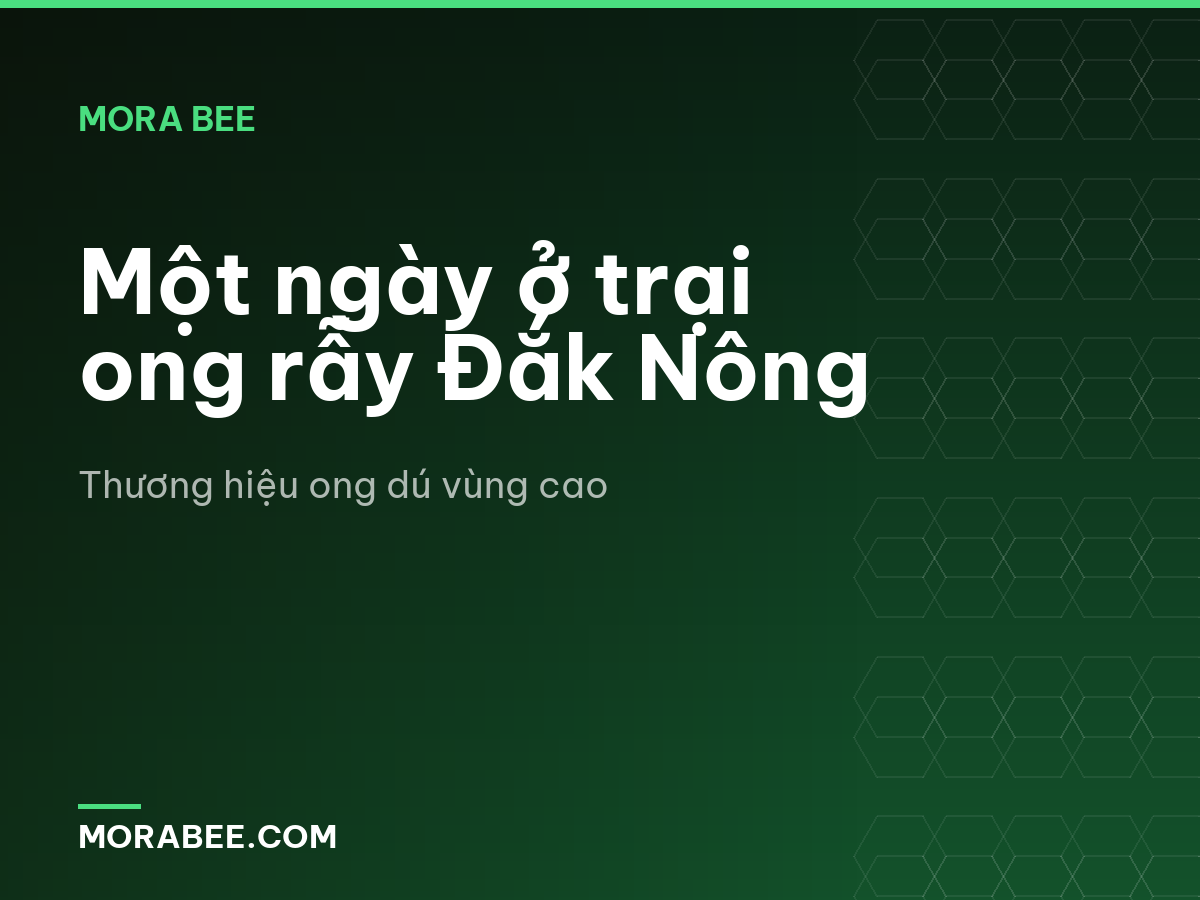 Một ngày ở trại ong rẫy Đắk Nông