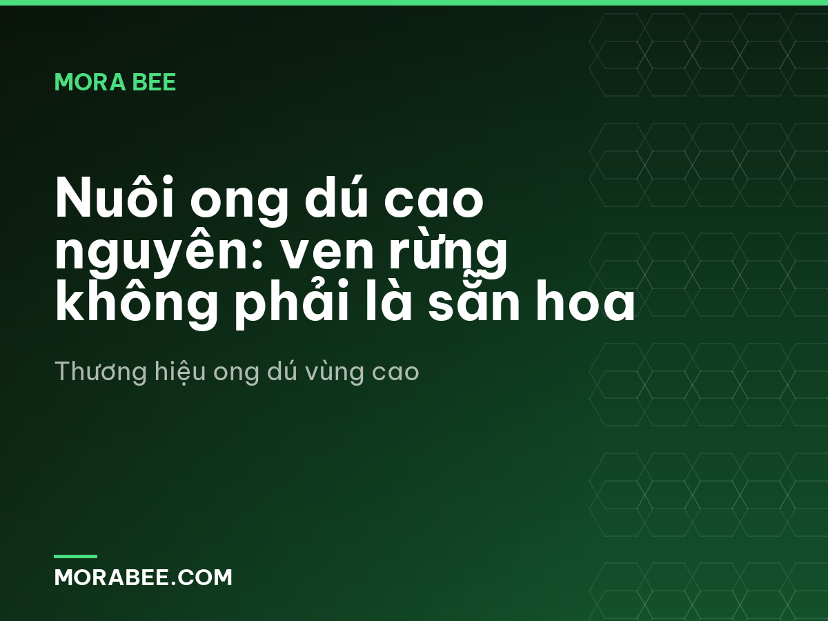 Nuôi ong dú cao nguyên: ven rừng không phải là sẵn hoa