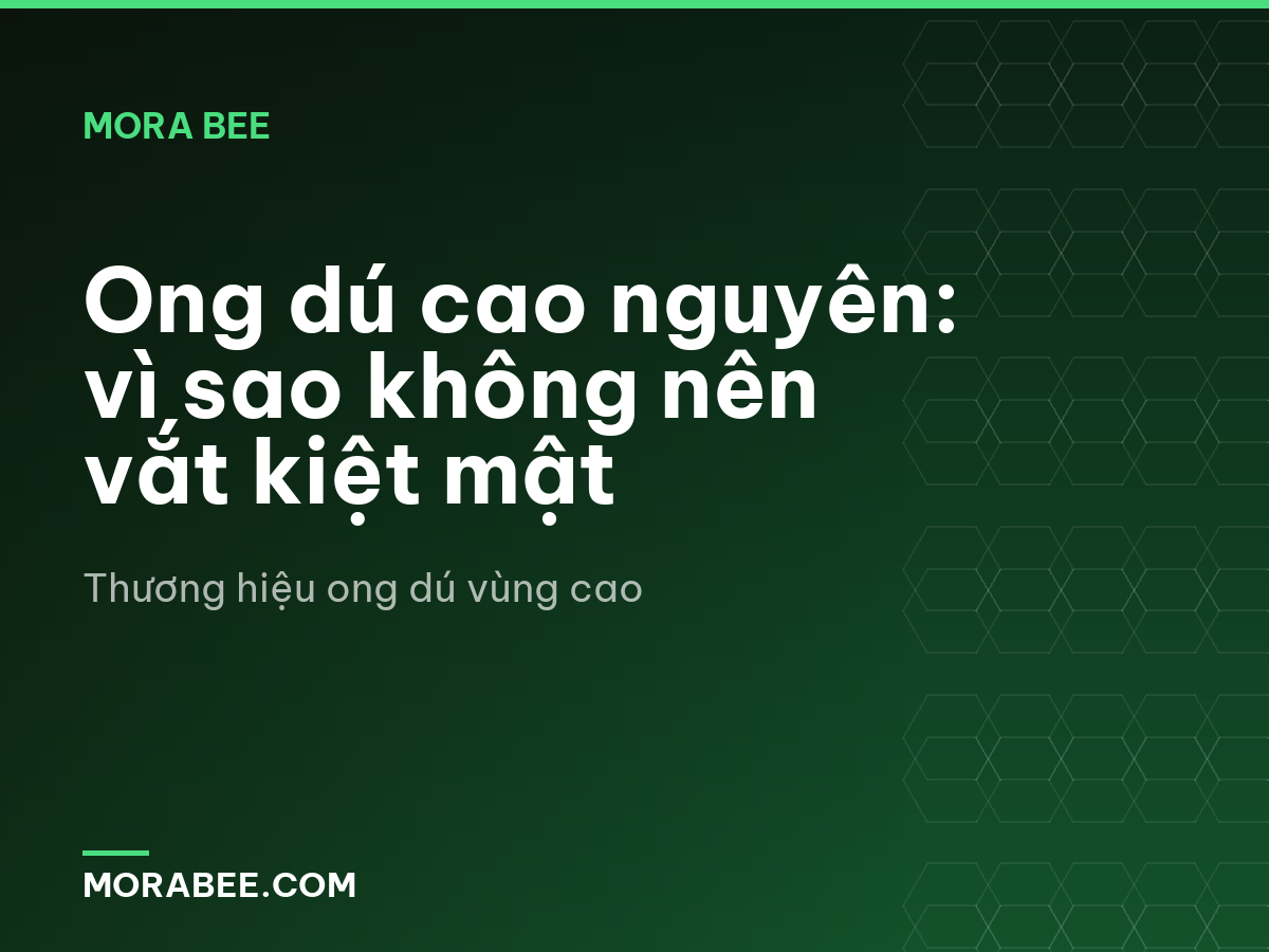 Ong dú cao nguyên: vì sao không nên vắt kiệt mật