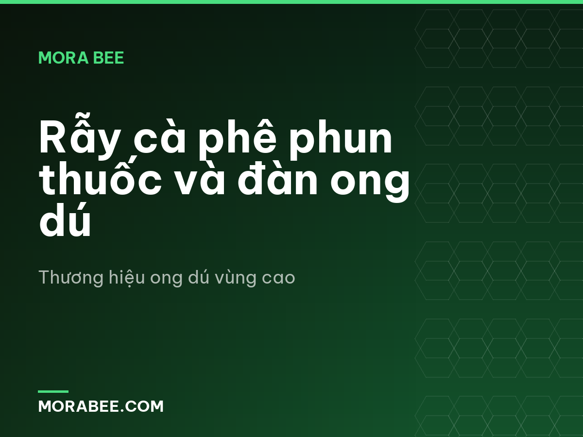 Rẫy cà phê phun thuốc và đàn ong dú