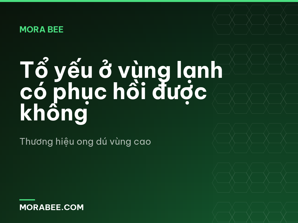 Tổ yếu ở vùng lạnh có phục hồi được không