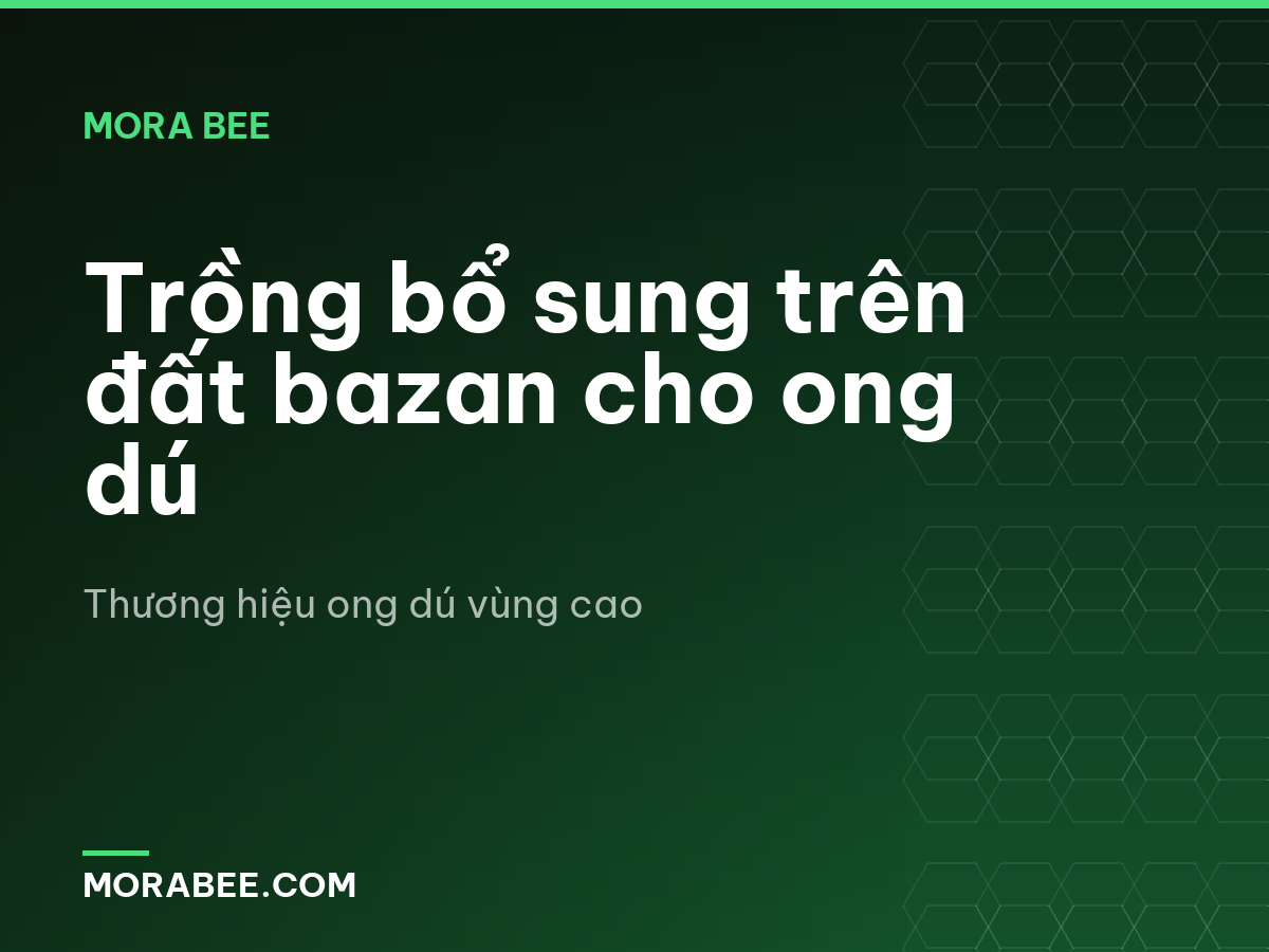 Trồng bổ sung trên đất bazan cho ong dú