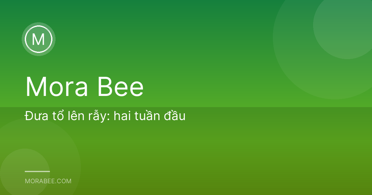 Đưa tổ lên rẫy: hai tuần đầu