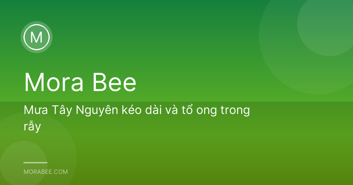 Mưa Tây Nguyên kéo dài và tổ ong trong rẫy