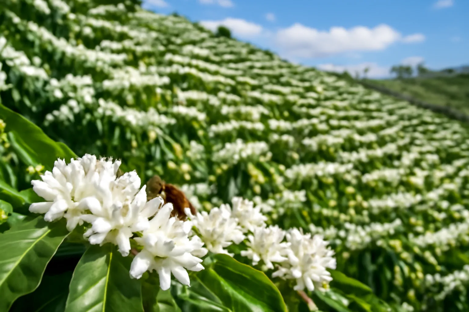 Coffee Flowering Season and Stingless Bees in the Highlands