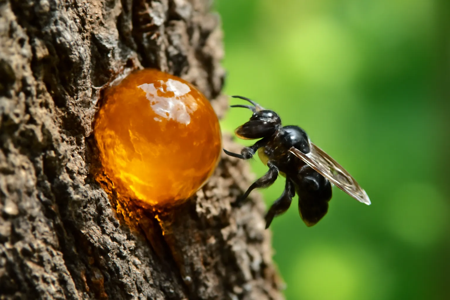 Where Do Stingless Bees Collect Resin, and Why So Much?