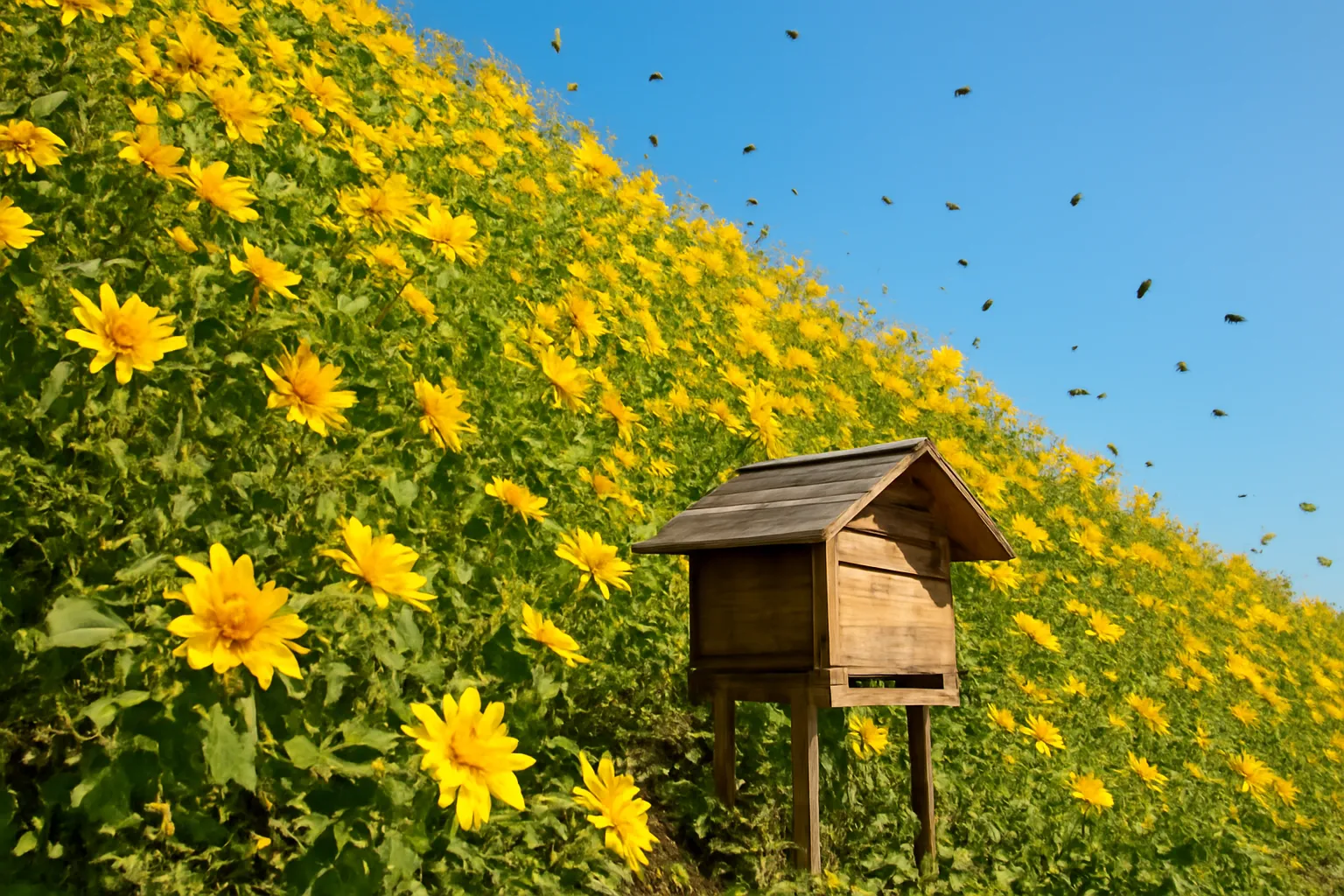 Wild Sunflower Season in the Highlands: Tithonia and Bees