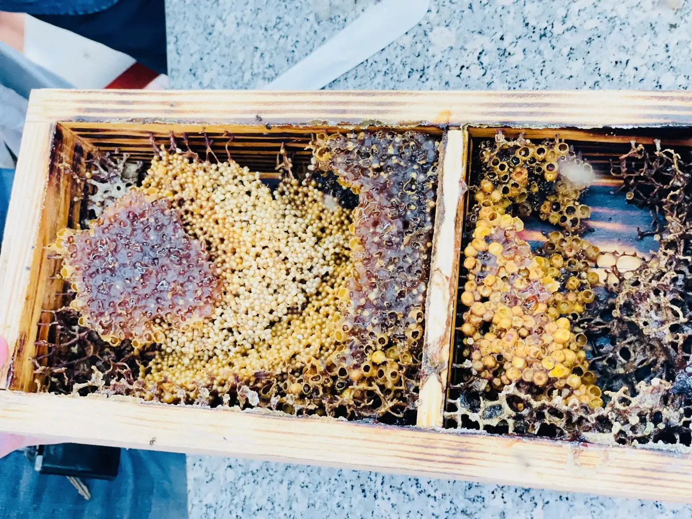 Inside the hive: pollen, honey, wax
